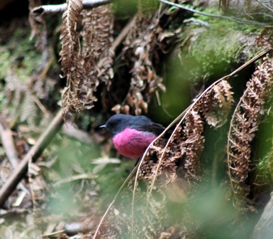 Pink Robin (Dominic Couzens)