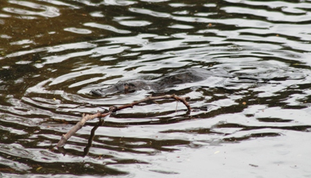 Platypus (Dominic Couzens)