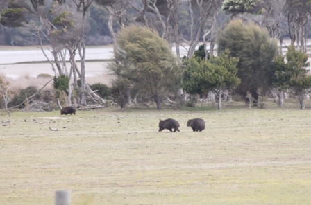 Common Wombats (Dominic Couzens)