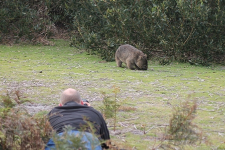 Mike Unwin and Common Wombat (Dominic Couzens)