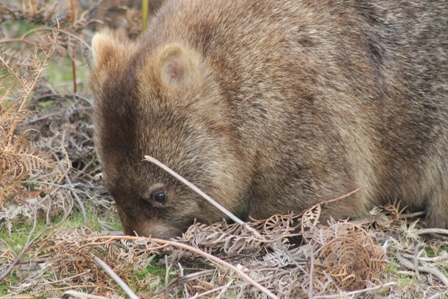 Common Wombat (Dominic Couzens)