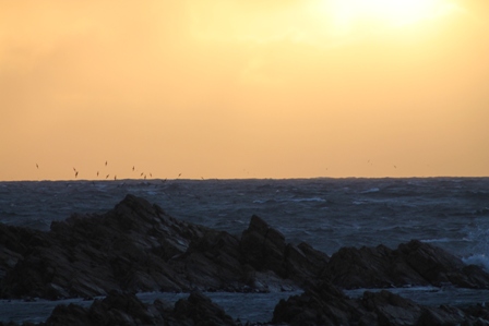Short-tailed Shearwaters at dusk (Dominic Couzens)