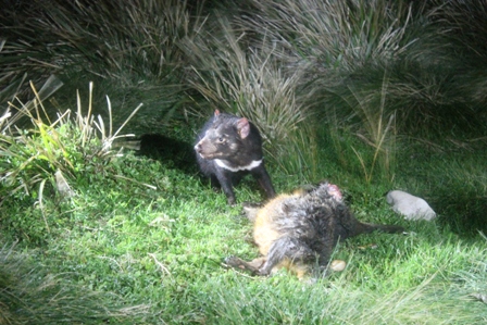 Tasmanian Devil (Dominic Couzens)