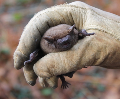 Noctule (Dominic Couzens)