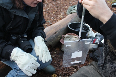 Noctule weighing (Dominic Couzens)