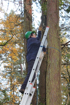 Jan Freeborn inspecting bat box (Dominic Couzens)