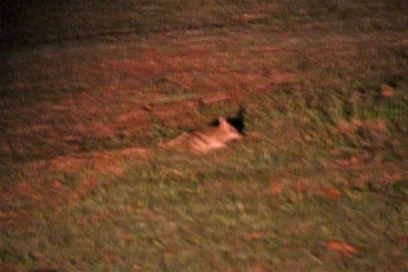 Eastern Barred Bandicoot (Mike Unwin)