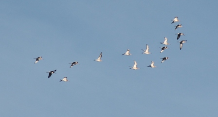 Black-tailed Godwits (Dominic Couzens)