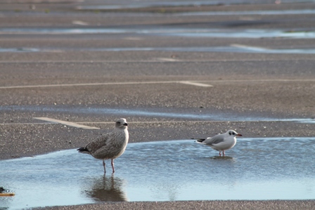 Herring and Black-headed Gull (Dominic Couzens)