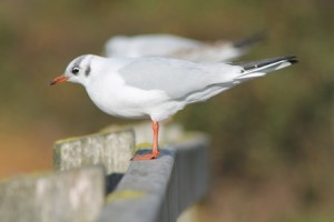 Black-headed Gull (Dominic Couzens)