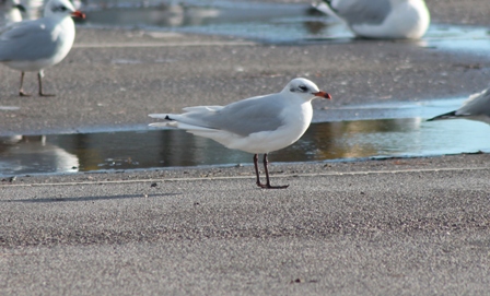 Mediterranean Gull (Dominic Couzens)