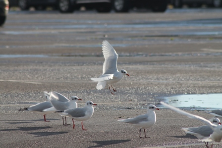 Mediterranean Gull (Dominic Couzens)