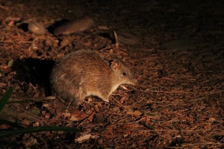 Southern Brown Bandicoot (Mike Unwin)