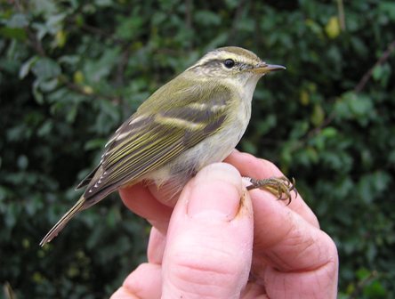 Yellow-browed Warbler (Roger Peart)