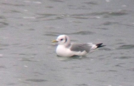 Kittiwake (Rissa tridactyla)