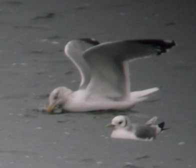 Kittiwake (Lorne Bissell)