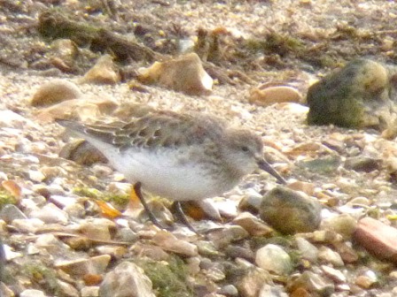 White-rumped Sandpiper (Alan Hayden)