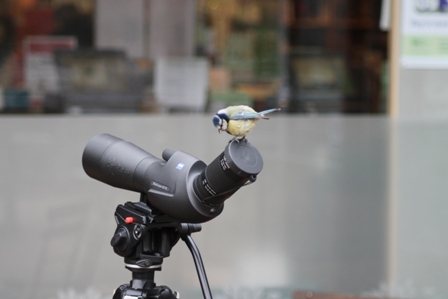 Blue Tit (Cyanistes caeruleus)