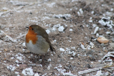 Robin (Dominic Couzens)