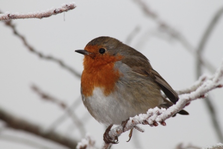 Robin (Dominic Couzens)