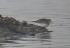 White-rumped Sandpiper (Lorne Bissell)