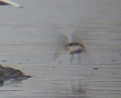 White-rumped Sandpiper (Lorne Bissell)