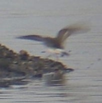 White-rumped Sandpiper (Lorne Bissell)