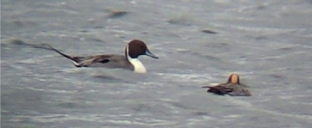 Pintail (Lorne Bissell)