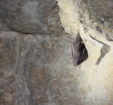 Lesser Horseshoe Bat (Dominic Couzens)