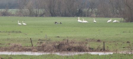 Bewicks and Beans, Longham 25 Jan 2013