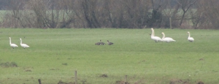 Bewick's Swans and Bean Geese (Dominic Couzens)