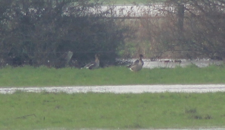 Tundra Bean Geese (Dominic Couzens)