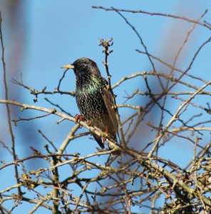 Starling (Dominic Couzens)