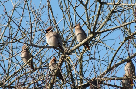 Waxwings (Dominic Couzens)