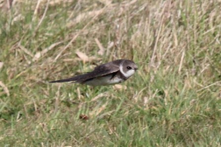 Sand Martin (Alan Pearce)