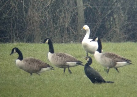 Bewick's Swan (Lorne Bissell)