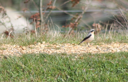 Northern Wheatear (Oenanthe oenanthe)