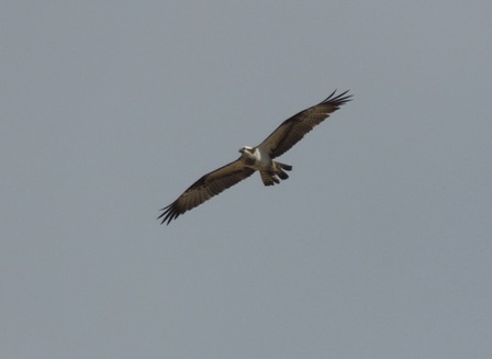 Osprey (Chris Parnell)