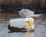 Common Tern (Lorne Bissell)