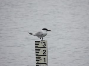 Sandwich Tern (Chris Parnell)