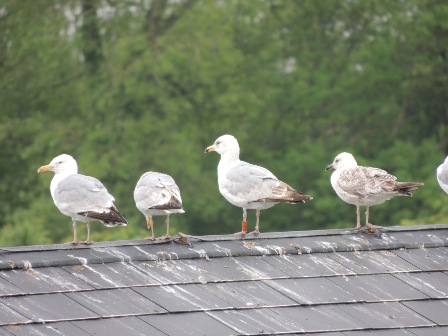 Herring Gull (Larus argentatus)