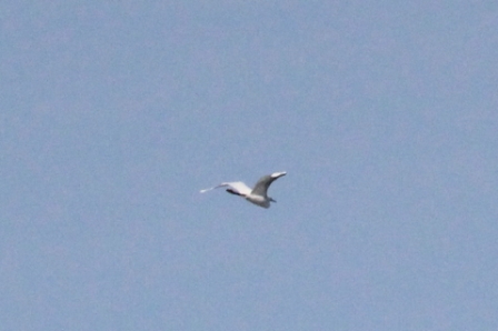 Great Egret (Alan Pearce)