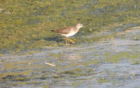 Wood Sandpiper (Tringa glareola)