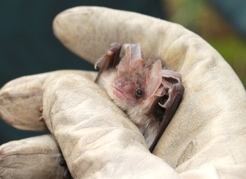 Long-eared Bat (Dominic Couzens)