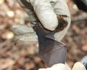 Soprano Pipistrelle (Dominic Couzens)