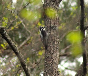 Three-toed Woodpecker (Dominic Couzens)