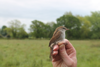 Cetti’s Warbler (Cettia cetti)