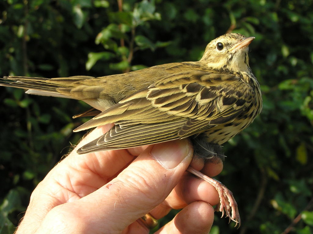 Tree Pipit (Anthus trivialis)