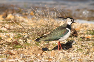 Lapwing (Dominic Couzens)