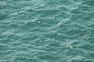 Guillemots, Durlston Head, Dorset, June 2103 (Dominic Couzens)